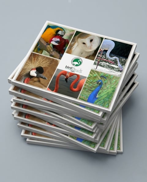 Stacked printed photo prints with white frames showing various animal and wildlife images including birds, mammals, and insects